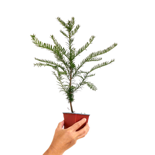 Taxus baccata young green conifer with needle-like leaves in small red pot