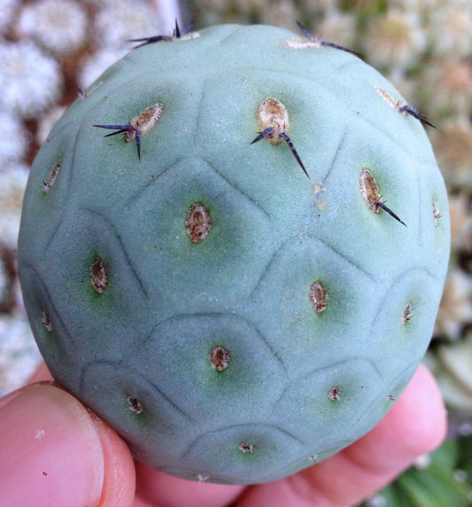 Tephrocactus geometricus succulent cactus with blue-green segmented body and short black spines
