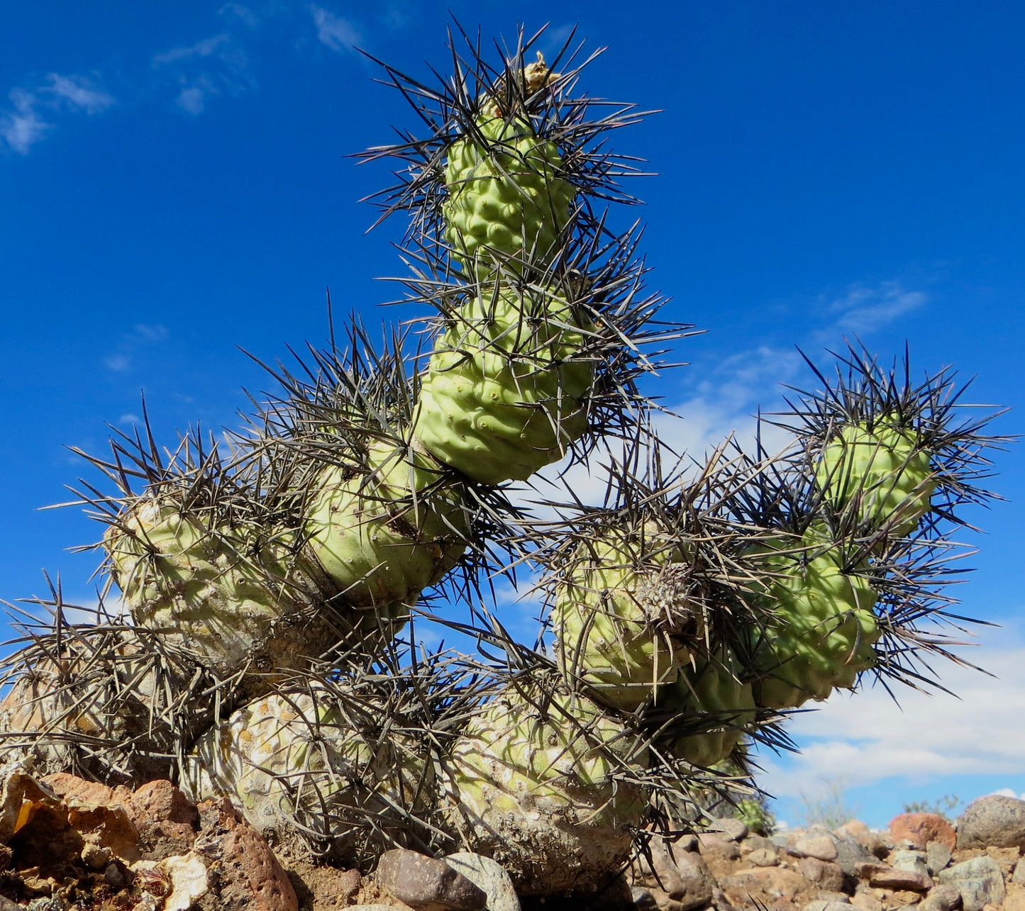 Tephrocactus aoracanthus succulent cactus with thick green stems and long dark spines outdoors