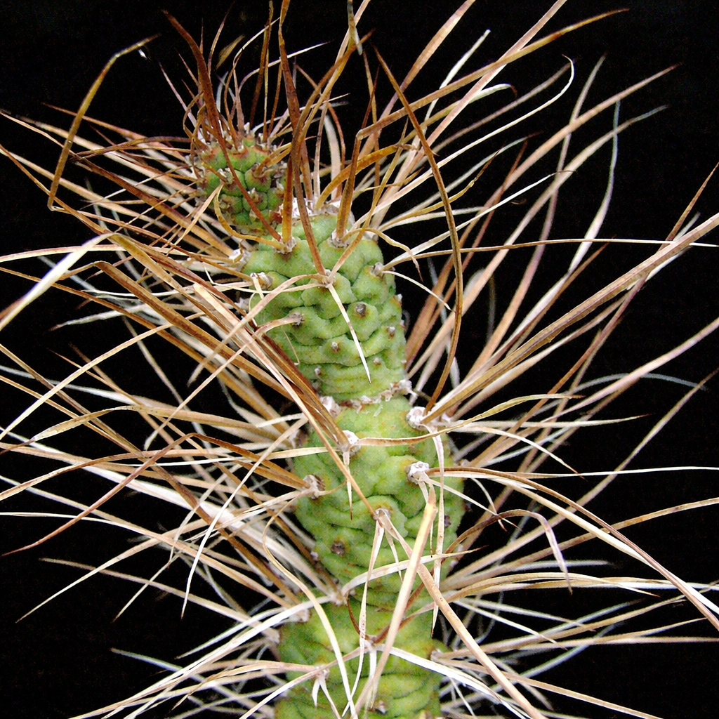 Tephrocactus articulatus var. polyacanthus FRØ