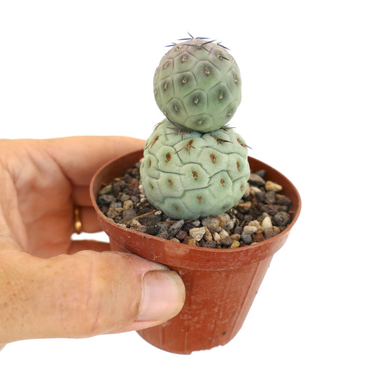 Tephrocactus geometricus zeldzame vetplantencactus met afgeronde, gesegmenteerde stengels en donkere stekels