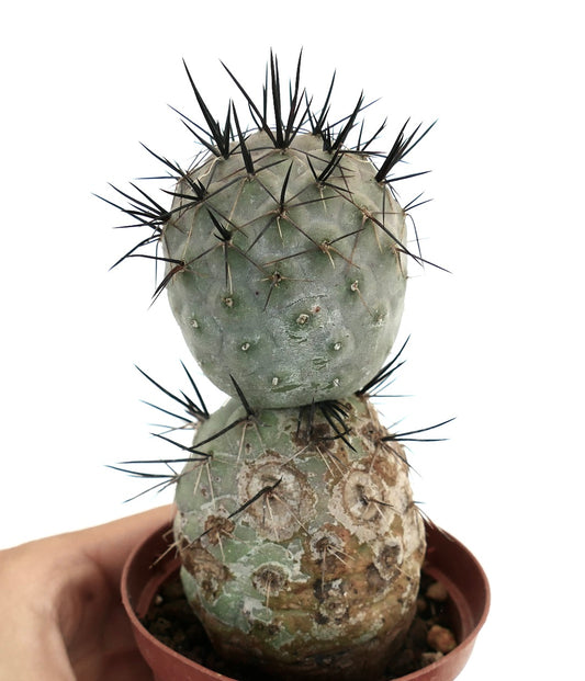 Tephrocactus geometricus succulent cactus with thick black spines and rounded segments in pot