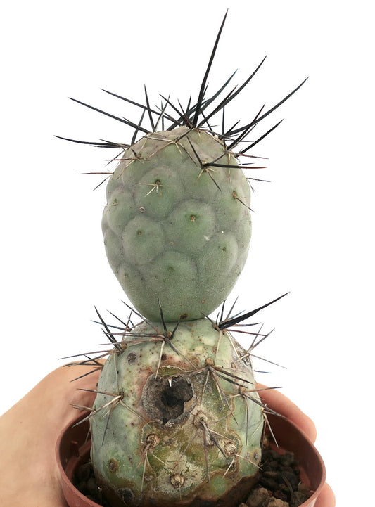 Tephrocactus geometricus rare succulent cactus with large black spines and segmented stems