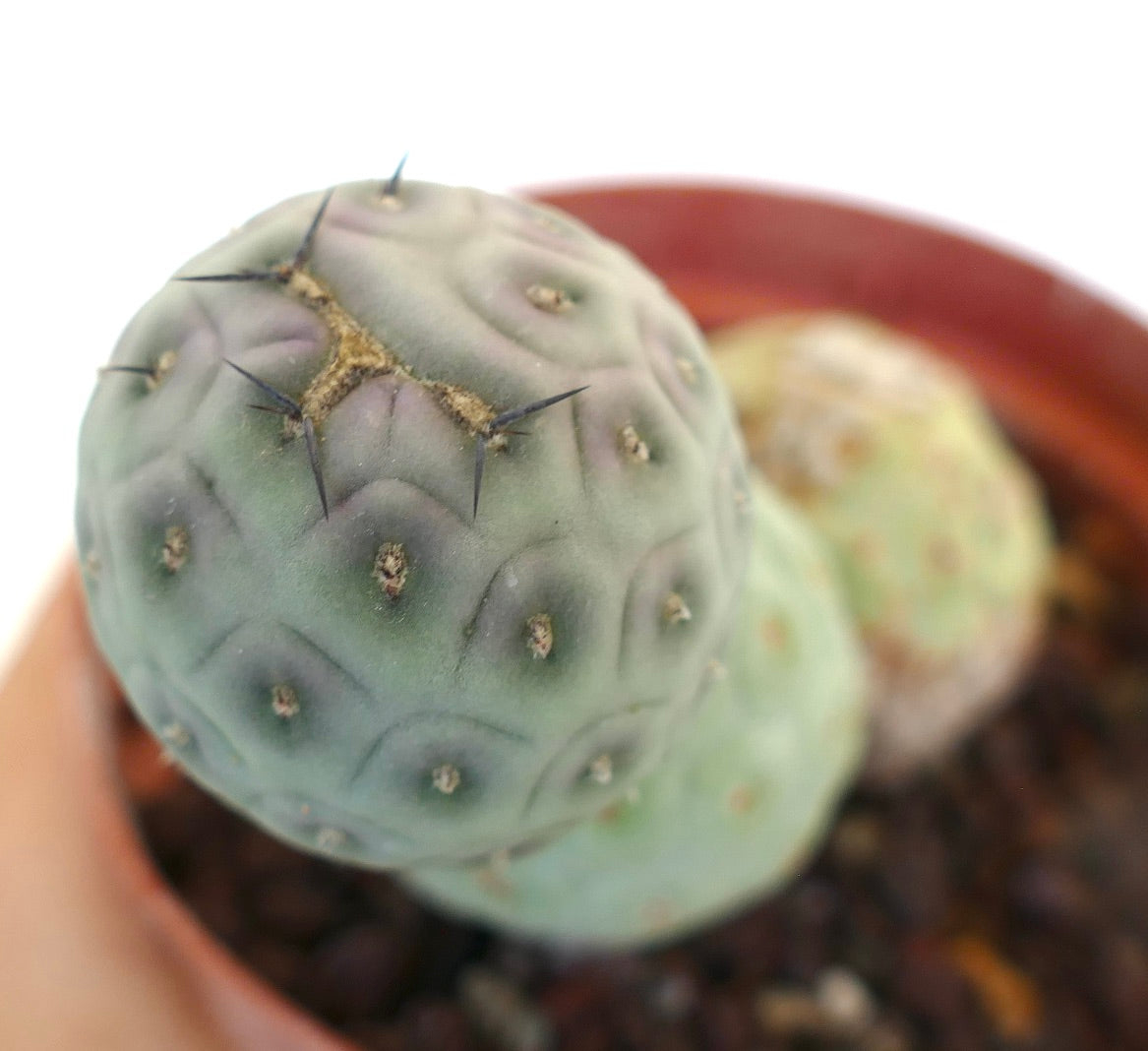 Tephrocactus geometricus succulent cactus with rounded segmented stems and short black spines in pot