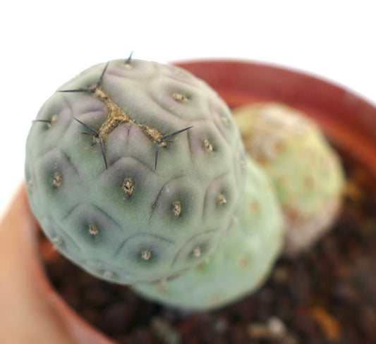Tephrocactus geometricus succulent cactus with rounded segmented stems and short black spines in pot