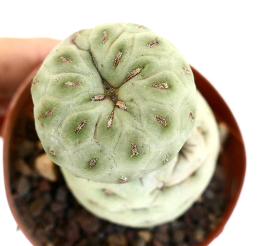 Tephrocactus geometricus pale green segmented succulent cactus with small brown areoles