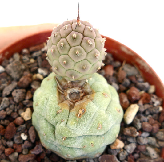 Tephrocactus geometricus Sukkulente Kaktee mit abgerundeten Warzen und kurzen braunen Stacheln im Topf