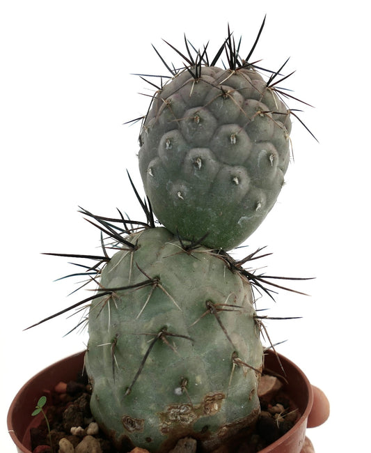 Tephrocactus geometricus succulent cactus with distinctive black spines and segmented growth in pot