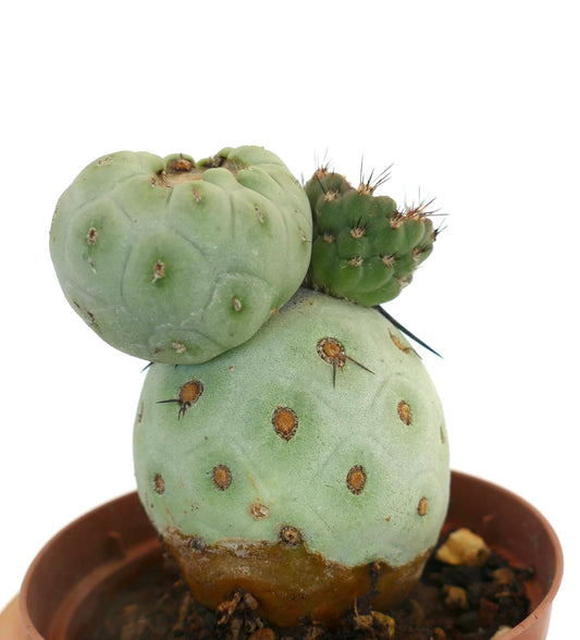 Tephrocactus geometricus rare succulent cactus with rounded segments and small spines in pot