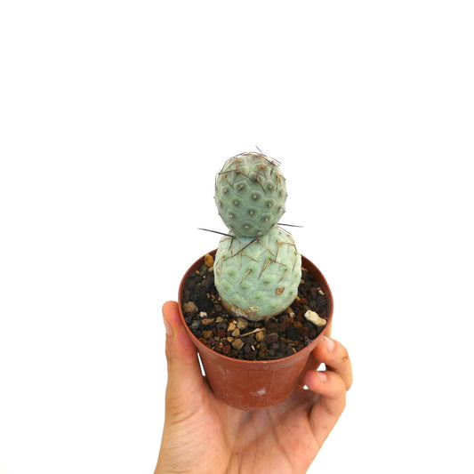 Tephrocactus geometricus succulent cactus with rounded segments and long brown spines in pot