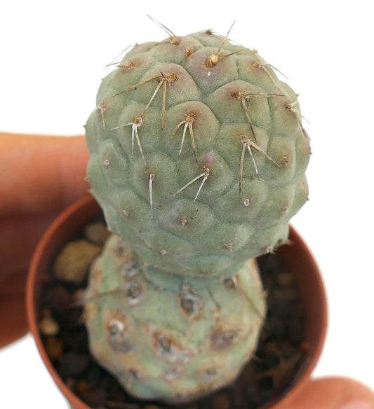 Tephrocactus geometricus rare succulent cactus with rounded segments and brown spines