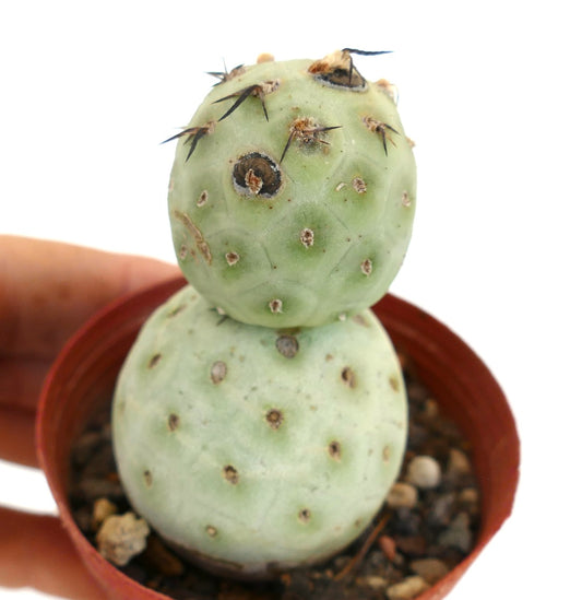 Tephrocactus geometricus seltener, sukkulenter Kaktus mit abgerundeten Segmenten und vereinzelten schwarzen Stacheln