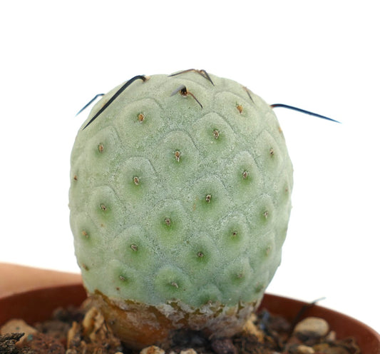 Tephrocactus geometricus Sukkulente Kaktus mit runden Warzen und spärlichen schwarzen Stacheln