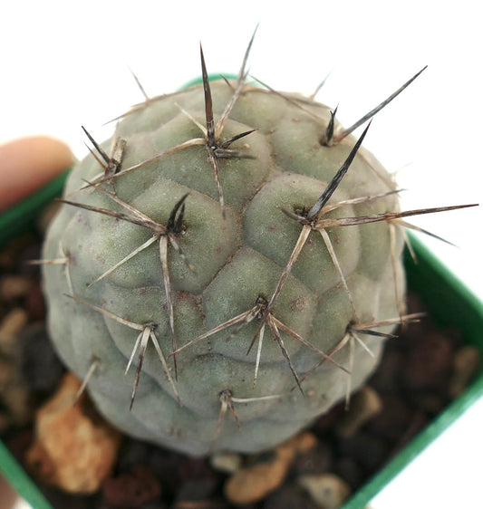 Tephrocactus geometricus succulent cactus with prominent black spines and rounded segments