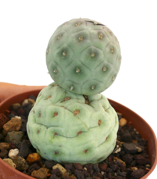 Tephrocactus geometricus rare succulent cactus with rounded segmented green stems and small spines