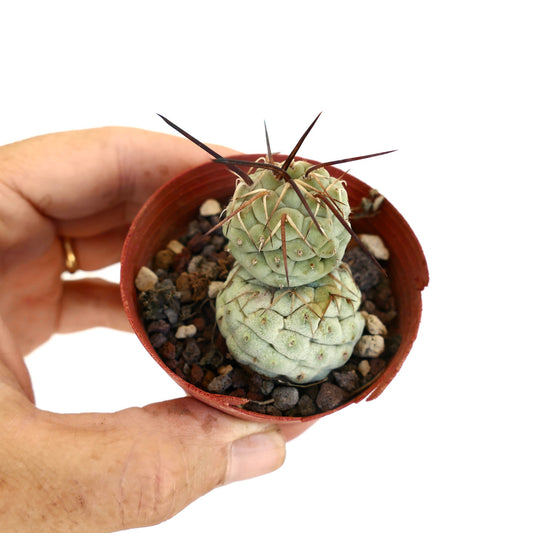Tephrocactus geometricus, sukkulenter Kaktus mit blassgrünen segmentierten Stängeln und langen braunen Dornen im Topf
