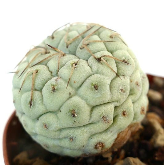 Tephrocactus geometricus rare succulent cactus with pale green segmented body and long spines