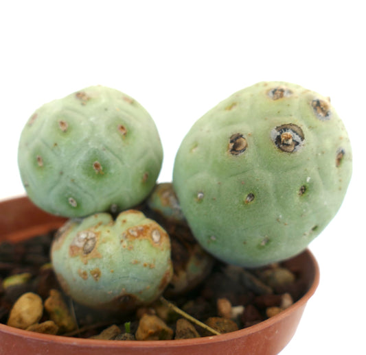 Tephrocactus geometricus succulent cactus with rounded green segmented stems and small areoles