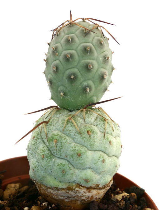 Tephrocactus geometricus succulent cactus with rounded segments and long brown spines in pot