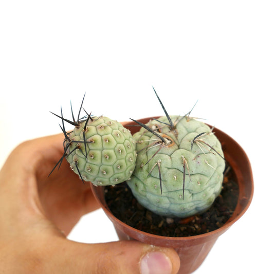 Tephrocactus geometricus succulent cactus with round segmented stems and prominent black spines