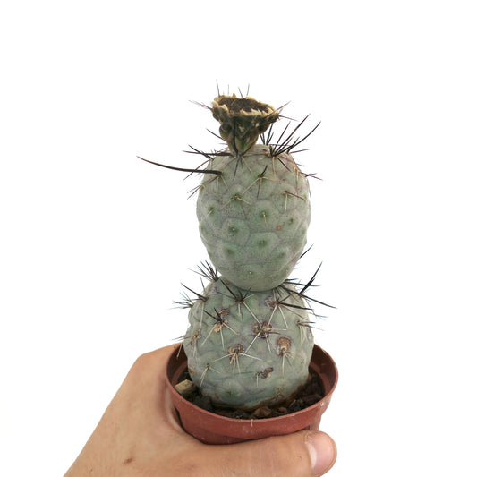 Tephrocactus geometricus succulent cactus with thick stems and long black spines in pot