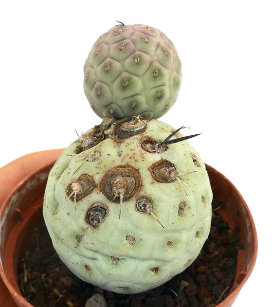 Tephrocactus geometricus rare succulent cactus with rounded segments and black spines in pot