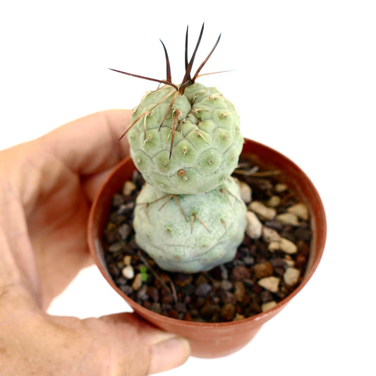 Tephrocactus geometricus kleiner Sukkulenten-Kaktus mit abgerundeten Segmenten und langen braunen Stacheln im Topf