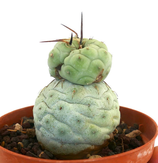 Tephrocactus geometricus rare succulent cactus with rounded tubercles and brown spines in pot