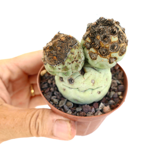 Tephrocactus geometricus succulent cactus with knobby green stems and rough brown areoles in small pot