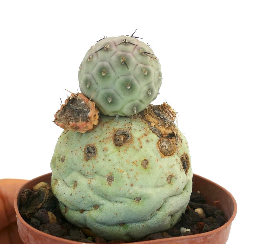 Tephrocactus geometricus rare succulent cactus with rounded segmented pale green stems and spines