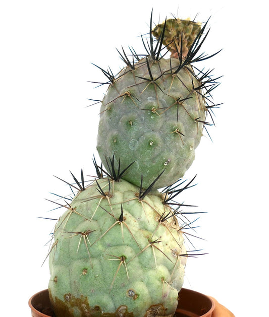 Tephrocactus geometricus succulent cactus with rounded segments and prominent black spines