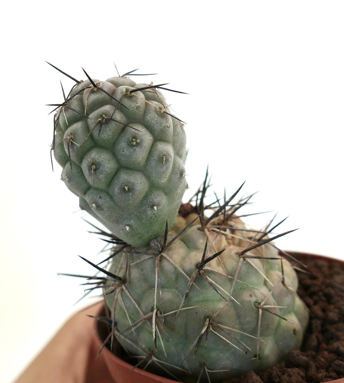 Tephrocactus geometricus succulent cactus with geometric tubercles and long black spines in pot