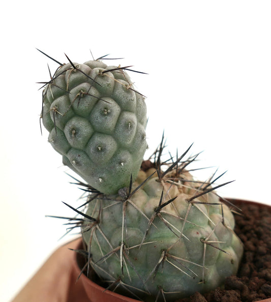 Tephrocactus geometricus succulent cactus with geometric tubercles and long black spines in pot