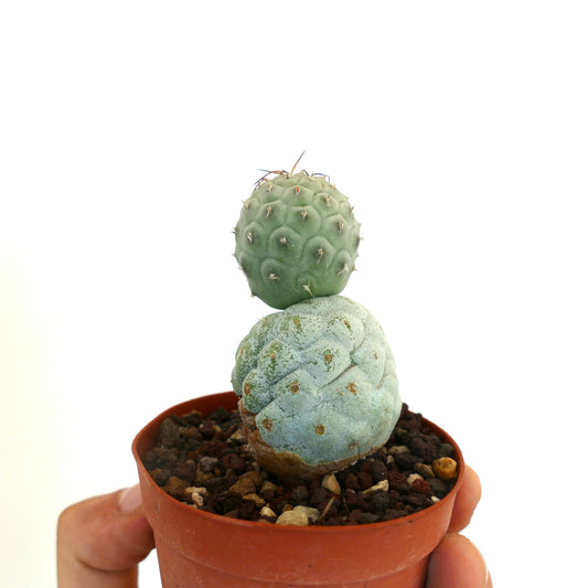 Tephrocactus geometricus rare succulent cactus with rounded segmented stems and small brown spines