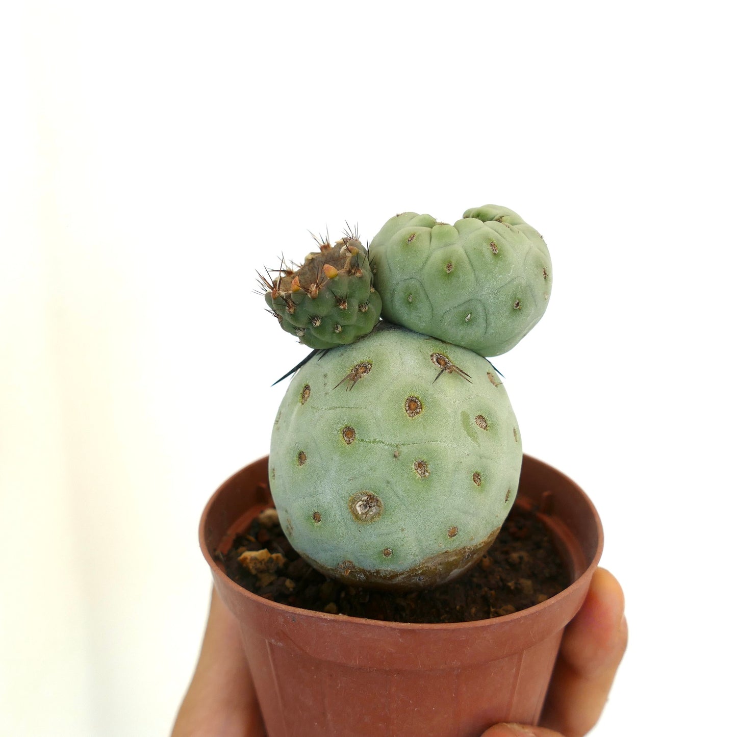 Tephrocactus geometricus rare succulent cactus with rounded blue-green stems and small spines in pot
