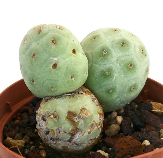 Tephrocactus geometricus succulent cactus with rounded segmented stems and small areoles