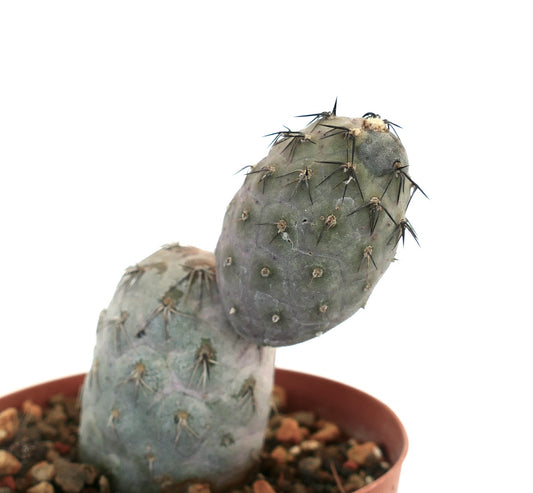 Tephrocactus geometricus succulent cactus with elongated gray-green stems and sharp black spines