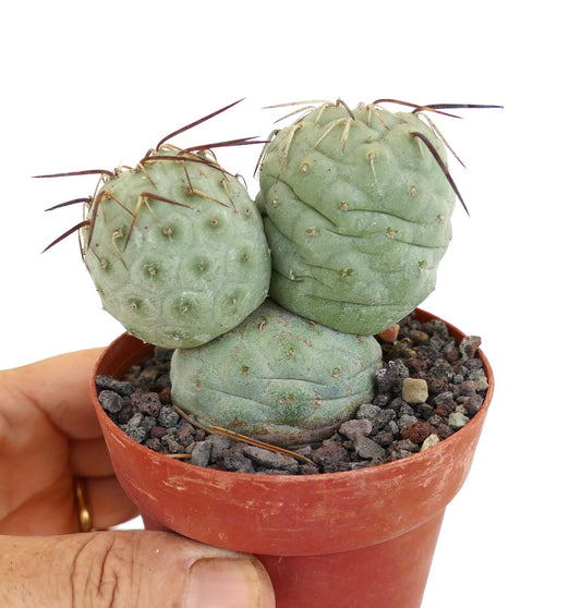 Tephrocactus geometricus Sukkulente Kaktee mit abgerundeten Segmenten und langen braunen Stacheln im Topf