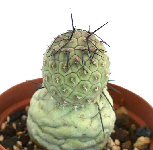 Tephrocactus geometricus succulent cactus with black spines and textured pale green stem