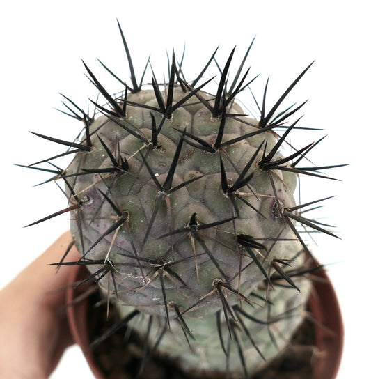 Tephrocactus geometricus succulent cactus with prominent long black spines in pot