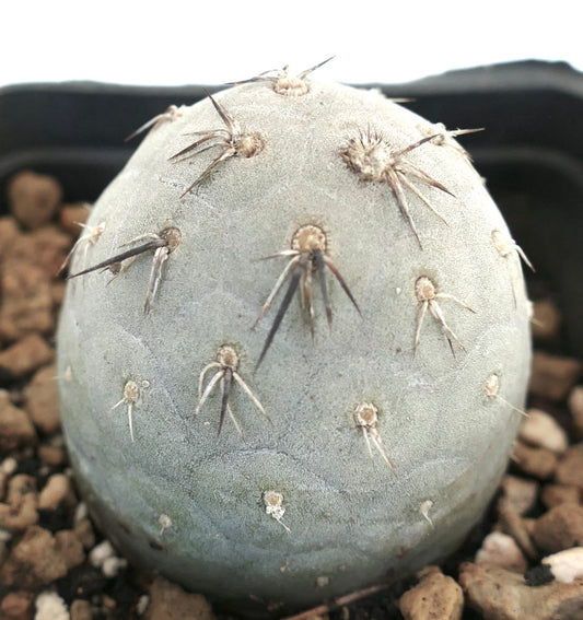 Tephrocactus geometricus spherical succulent cactus with grayish skin and sparse dark spines