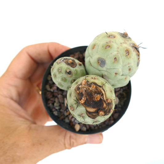 Tephrocactus geometricus succulent cactus with rounded segments and brown textured spots in pot