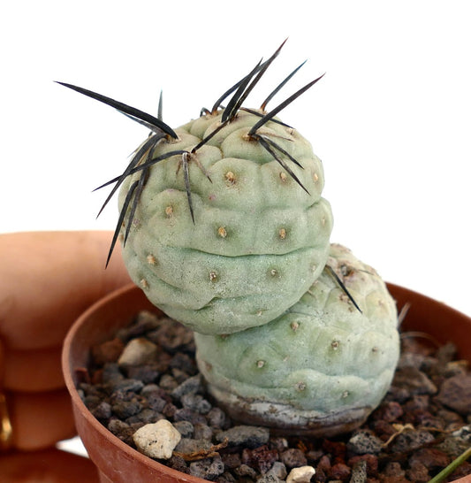 Tephrocactus geometricus sukkulente Kaktee mit abgerundeten Segmenten und langen schwarzen Stacheln im Topf