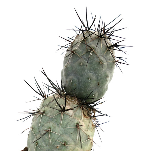Tephrocactus geometricus succulent cactus with thick green stems and prominent black spines