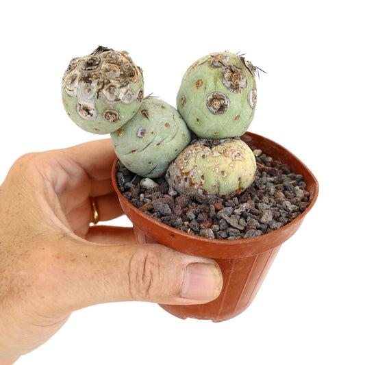 Tephrocactus geometricus small succulent cactus with rounded pale green stems and textured areoles