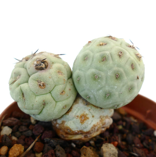 Tephrocactus geometricus rare succulent cactus with rounded, segmented pale green stems and small spines