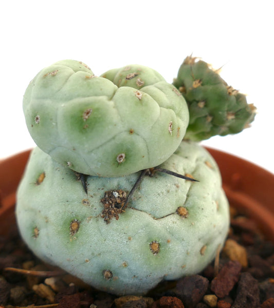 Tephrocactus geometricus rare succulent cactus with rounded segmented pale green stems and small spines