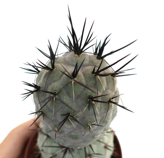 Tephrocactus geometricus succulent cactus with prominent long black spines and rounded segments