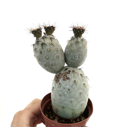Tephrocactus geometricus succulent cactus with gray-green pads and sharp black spines in pot