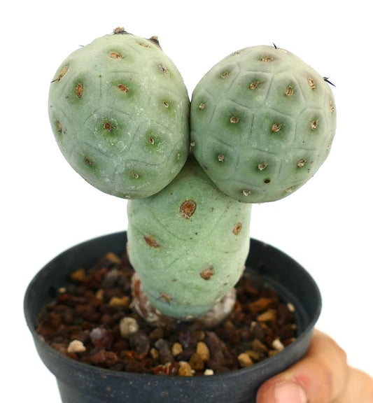 Tephrocactus geometricus succulent cactus with rounded segmented stems and small spines in pot